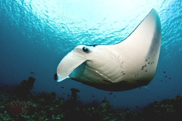 Scientists Find Huge Aggregations of Reef Manta Rays in Komodo National Park