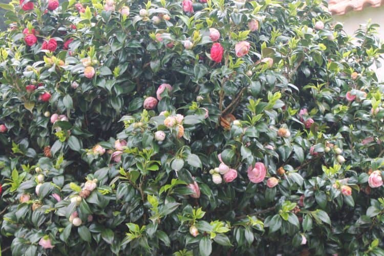 Camellia Tree in Two Colors
