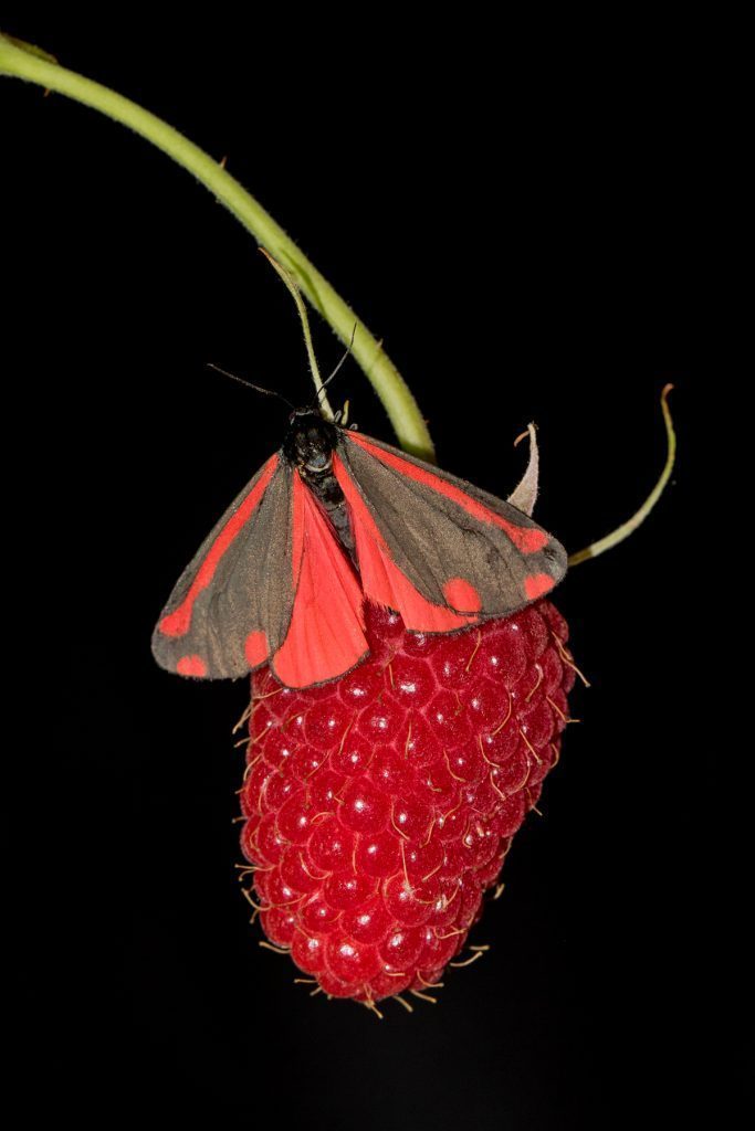 Cinnabar Moth on Raspberry
