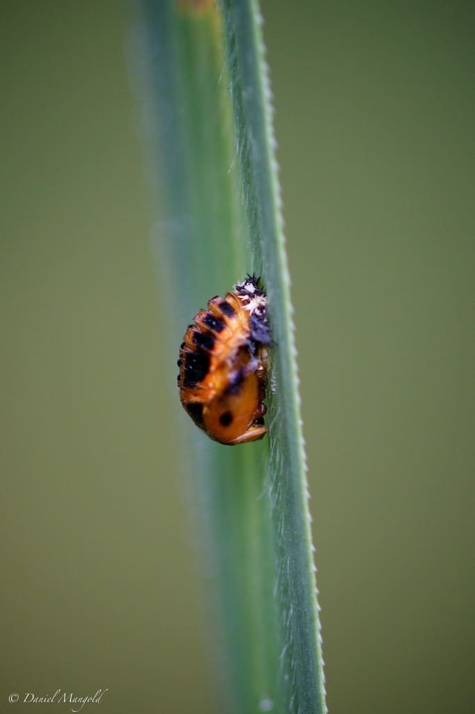 From Larva to Ladybug