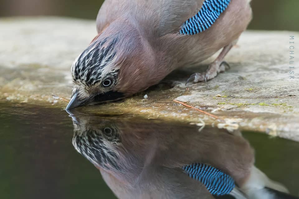 A Thirsty Jay
