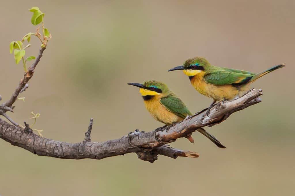 Little Bee-eaters on Twig