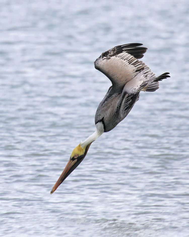 Brown Pelican, Plunge Dive