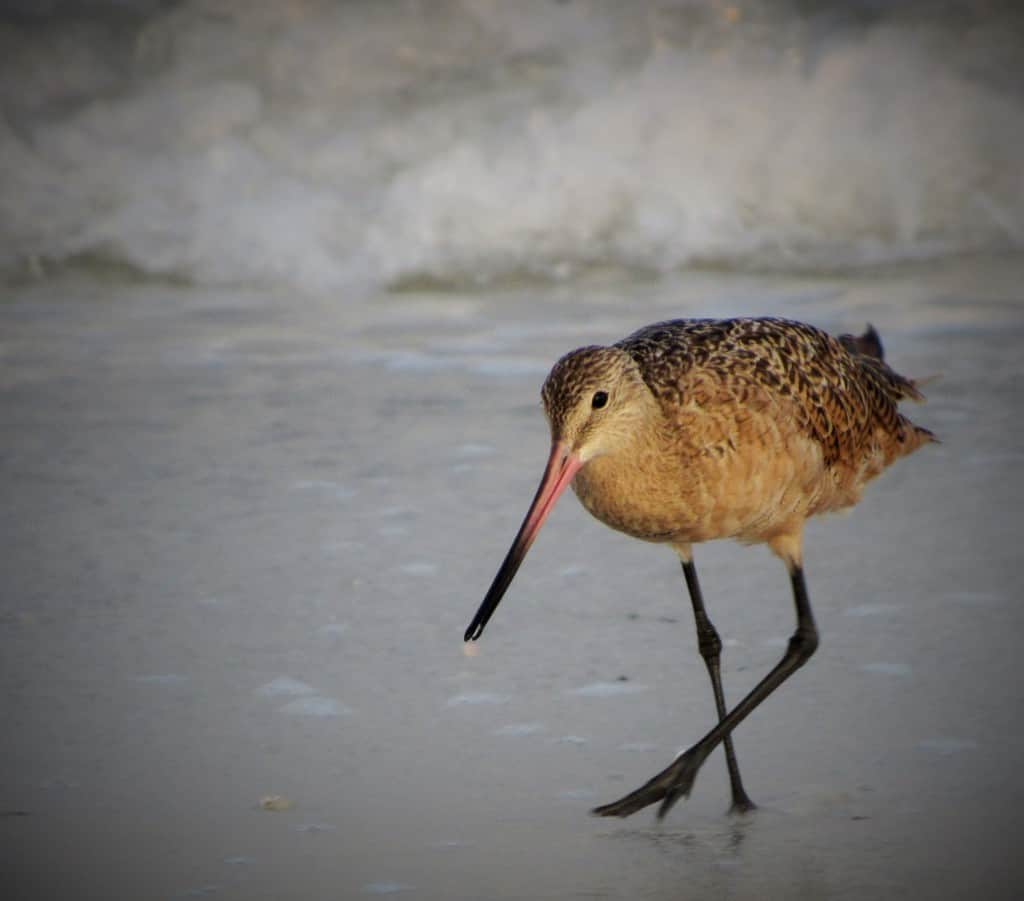 Marbled Godwit – St. Pete Beach