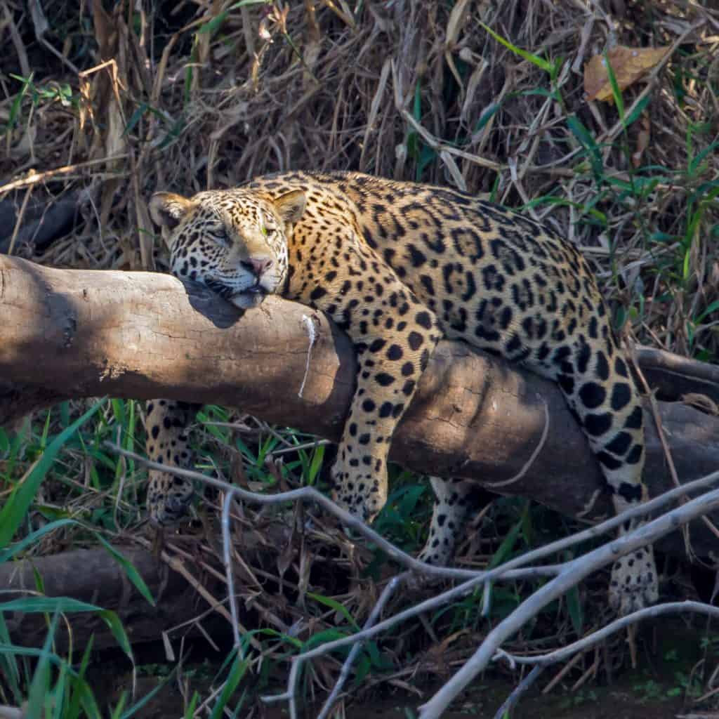 Jaguar at Rest