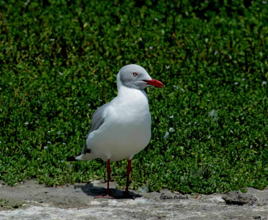 Grey-headed Gull. Gaviota Capucha Gris