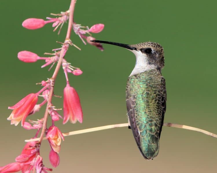 Juvenile Black-chinned Hummingbird Resting