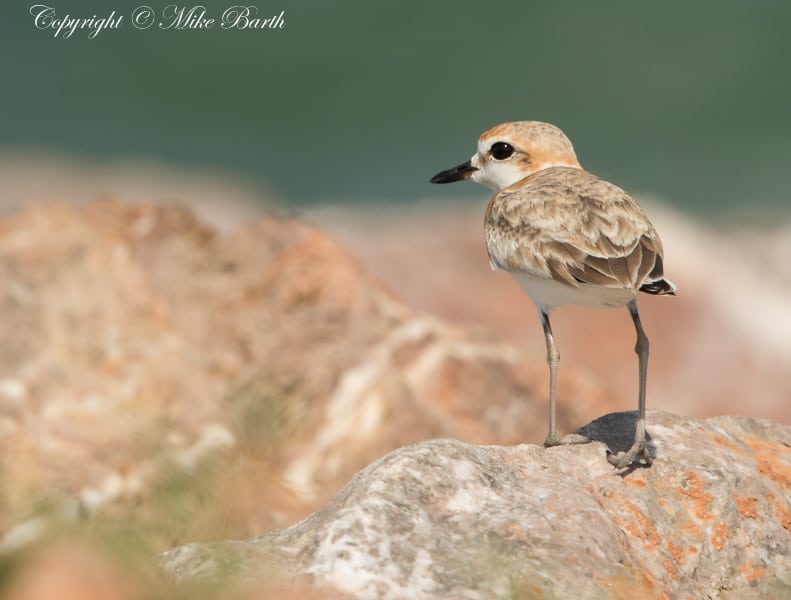 Malay Plover