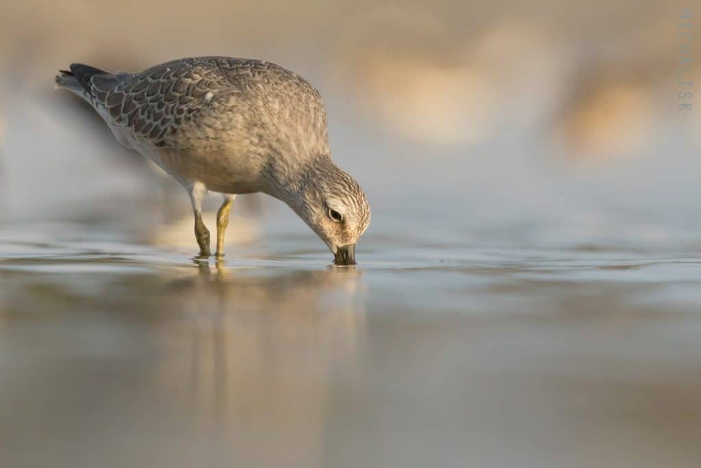 Red Knot Feeding