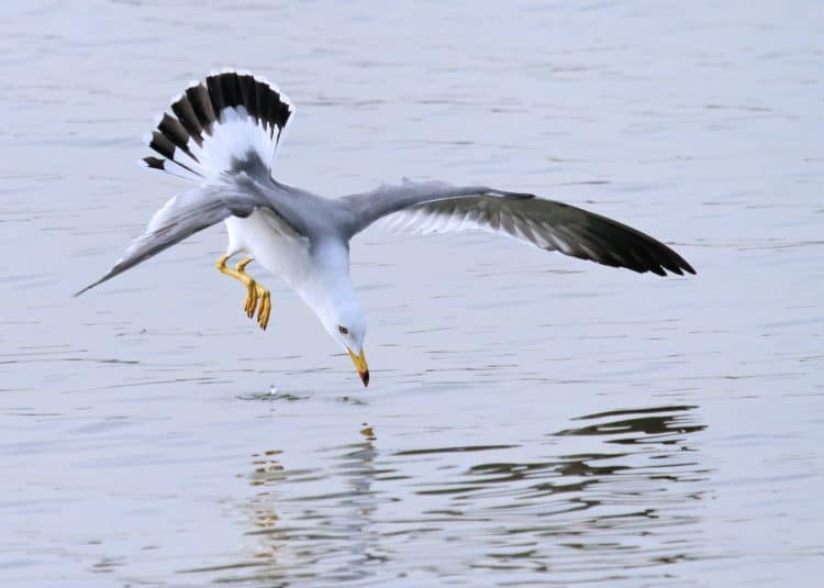 Black-tailed Gull Diving for Eels