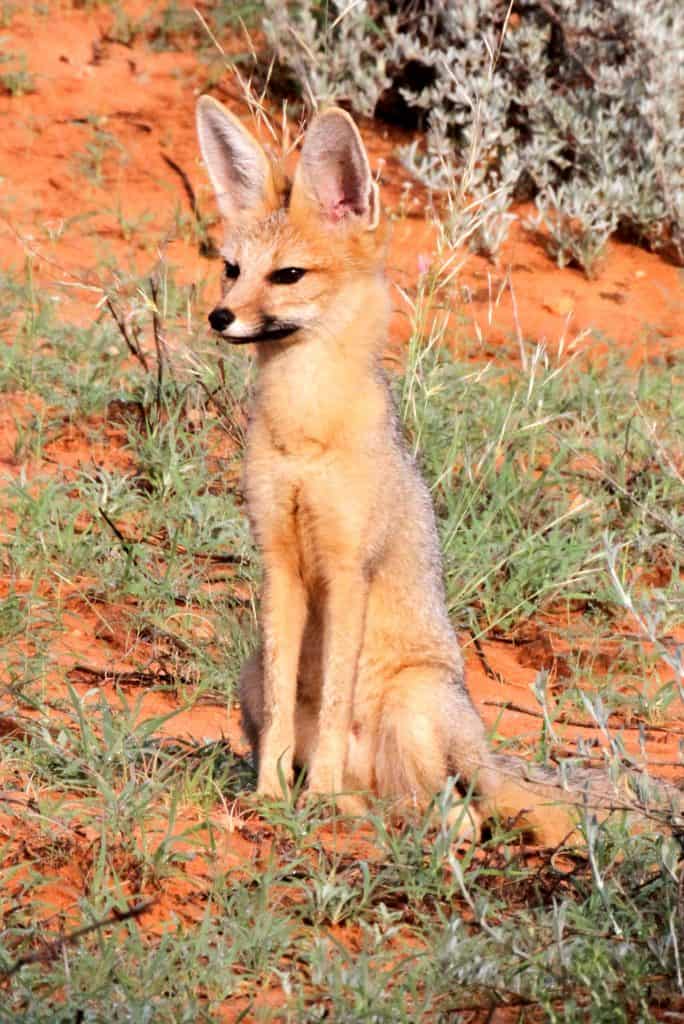 Cape Fox in the Kalahari
