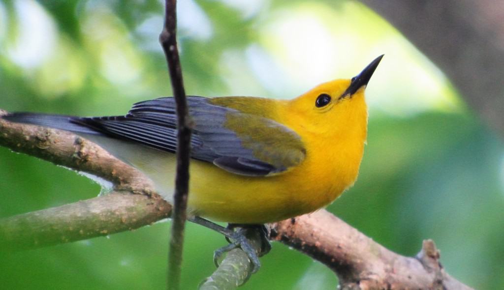 Prothonotary Warbler Looking up
