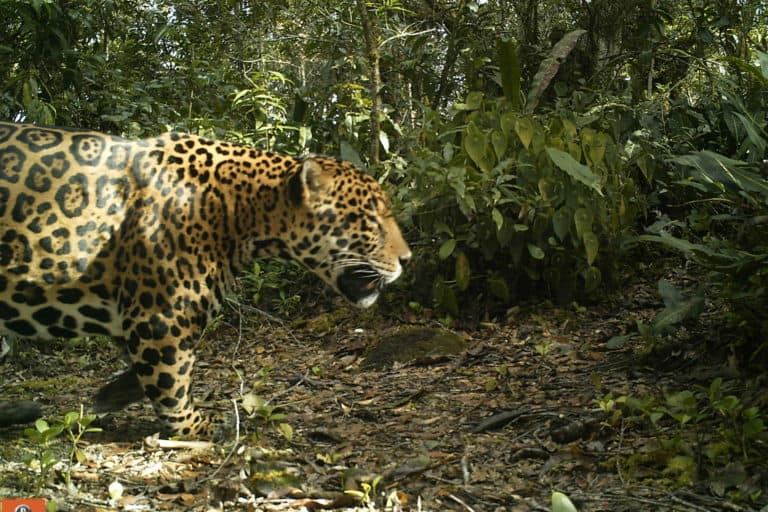 In Colombia, a successful jaguar conservation program has a whiff of coffee