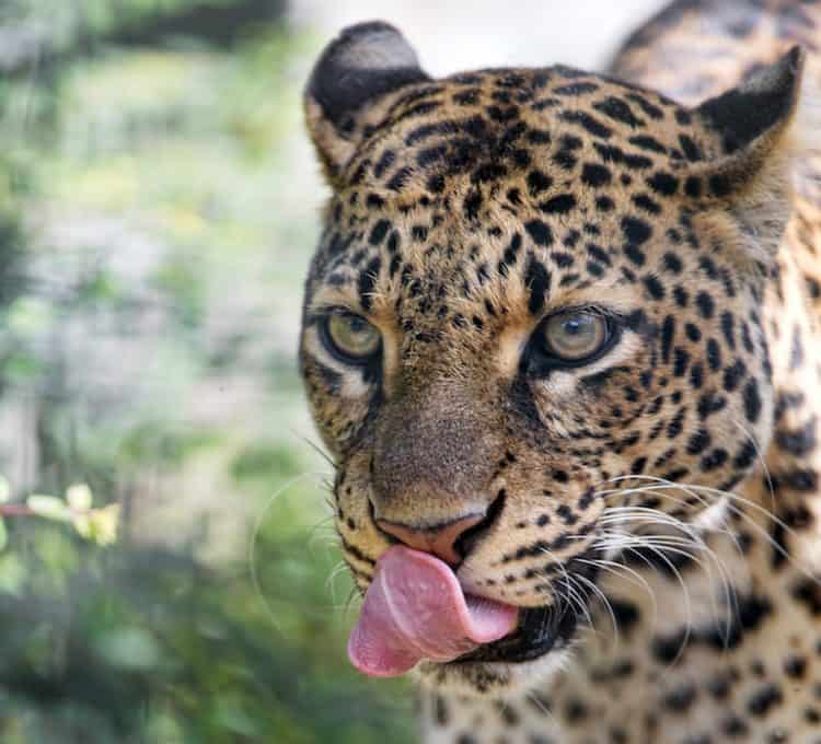 In Indonesia, an illegal leopard trade thrives out of sight, new study shows