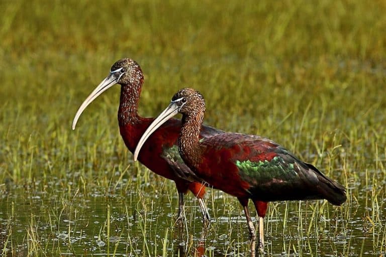 In lockdown’s calm, glossy ibis finds prime nesting conditions in Sri Lanka