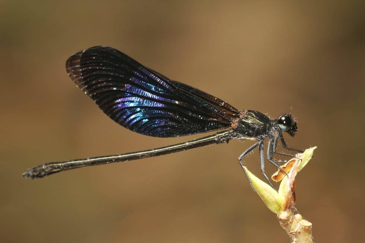 In Sri Lanka, here be dragonflies and damselflies like nowhere else (Commentary)