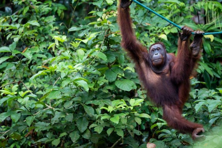 Increased Poaching of Critically Endangered Orangutans During Pandemic