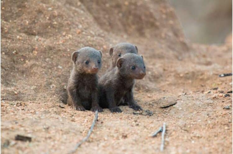 Mongoose pups. Credit: Josh Arbon