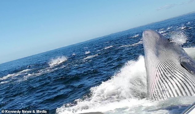 Incredible moment a father is knocked overboard by a WHALE and nearly swallowed as the animal smashes into boat with its mouth open looking for food off of South Africa