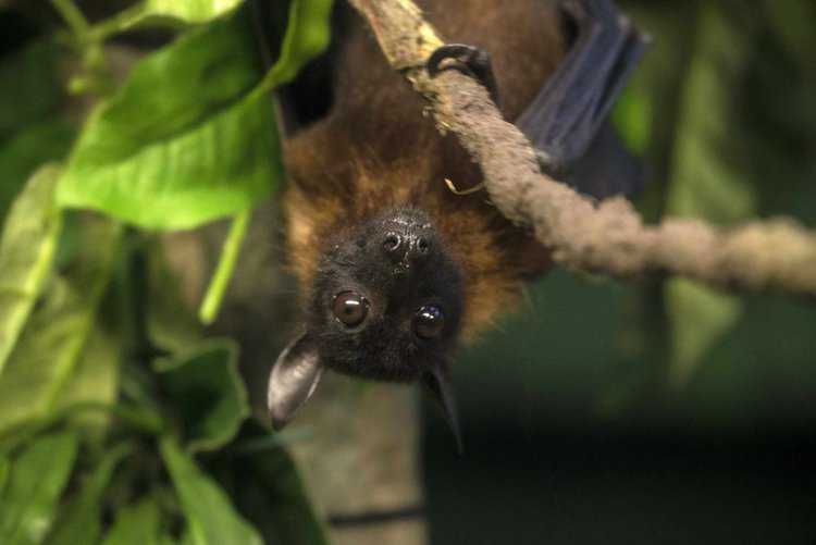 Have Bats Moved into Your Shed? Signs to Look Out For