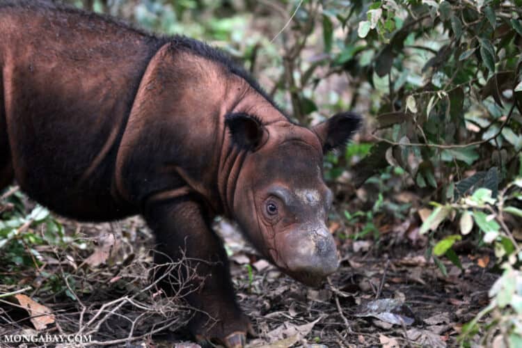 A baby Sumatran rhino. Image by Rhett A. Butler / Mongabay.