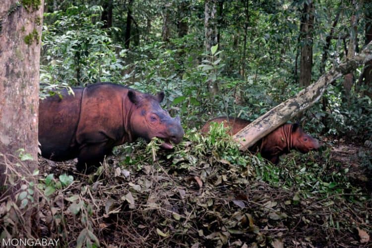 Work starts on new sanctuary for captive breeding of Sumatran rhinos