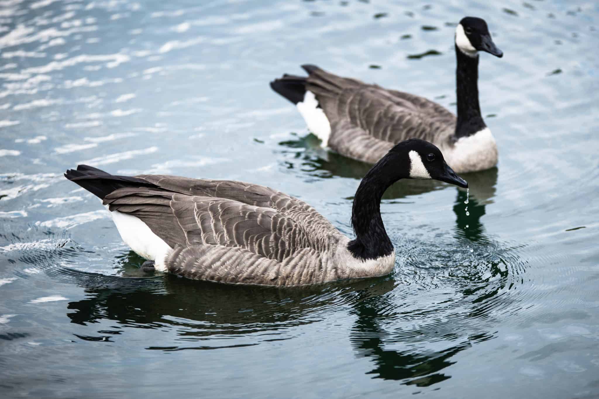 Injured Goose Makes Recovery and Rejoins Mate in the Wild