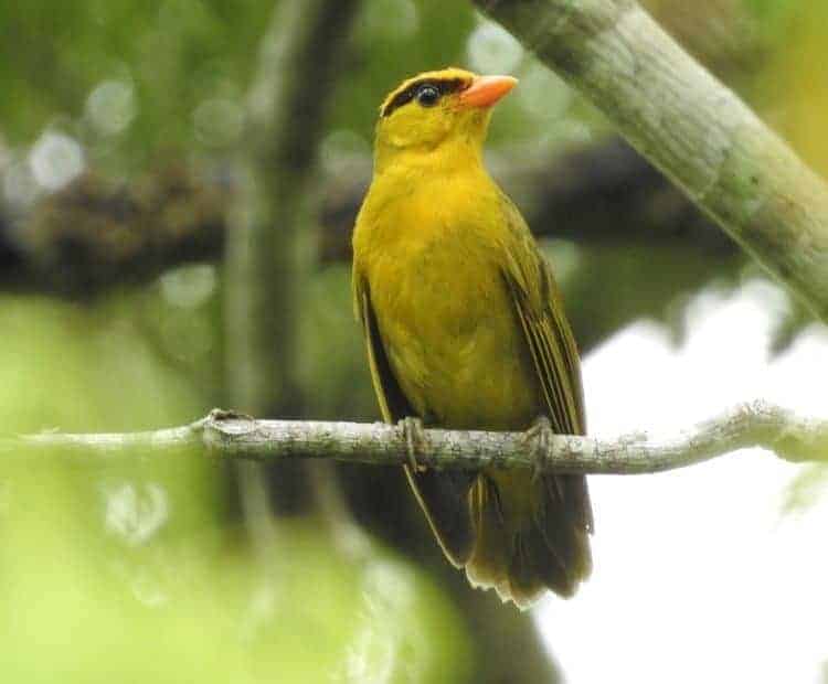 Inti Tanager: Colorful New Species of Bird Discovered in South America