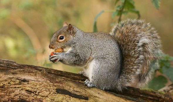 POLL: Should invasive animal species, which have cost UK economy more than £5bn over past 50 years, be culled?