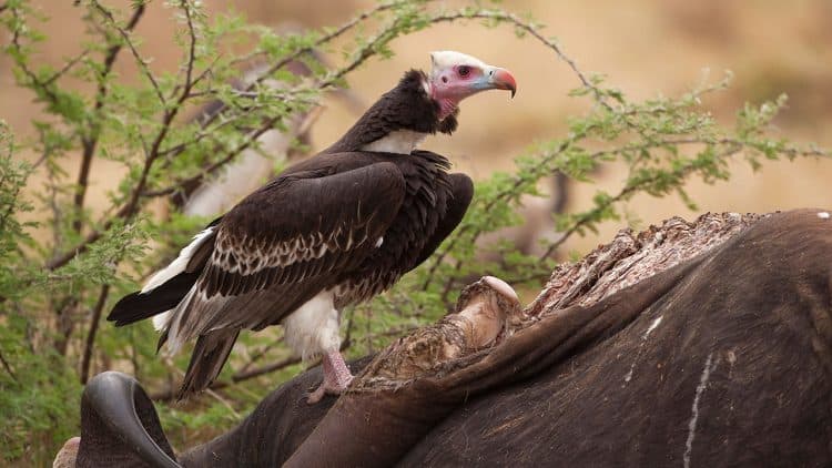 Investigating the mystery behind Guinea-Bissau’s mass vulture deaths