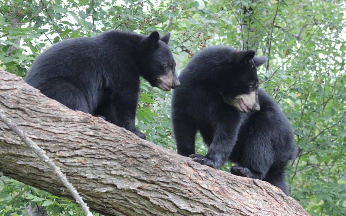 Iowa man sentenced for illegally shooting black bears, bringing hides across US-Canada border