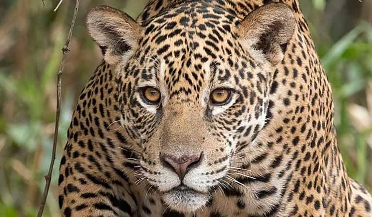 Is Chinese investment driving a sharp increase in jaguar poaching?