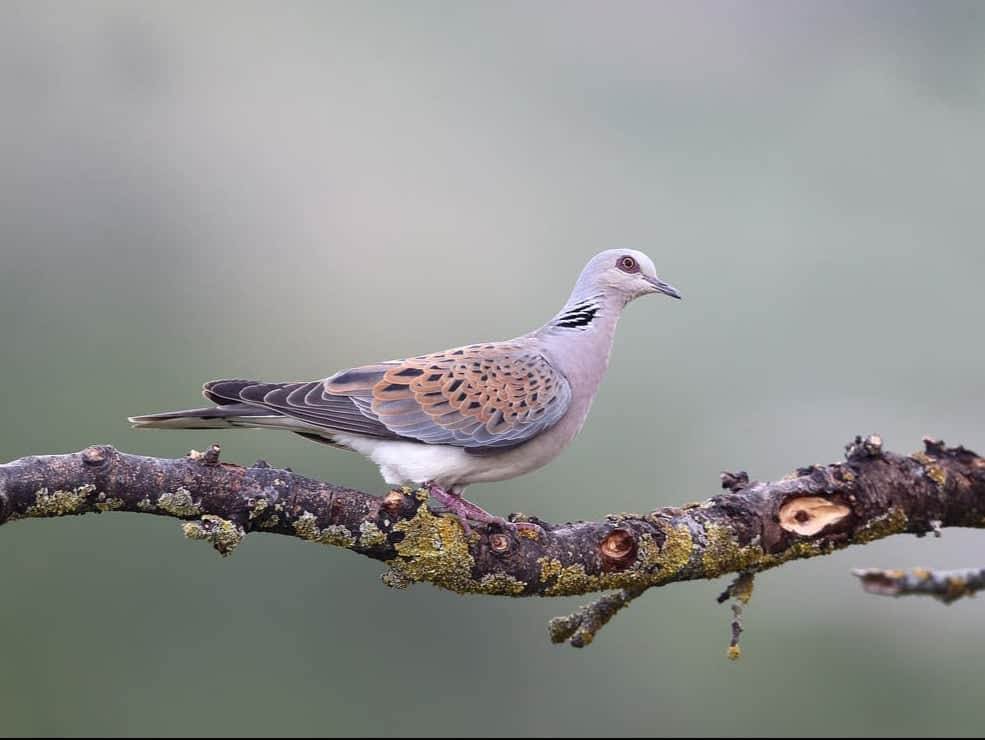 Italy allows hunters to shoot 7.5m rare turtle doves: ‘This will accelerate decline until no birds are left’