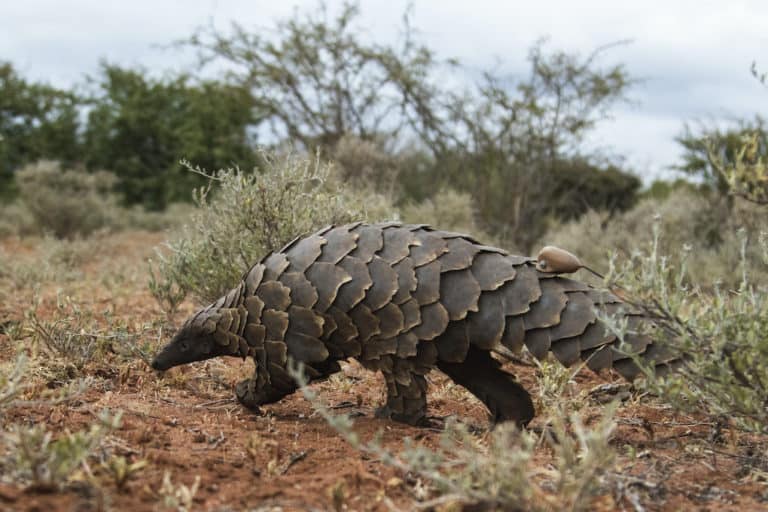 ‘It’s a success’: Pangolins return to a region where they were once extinct