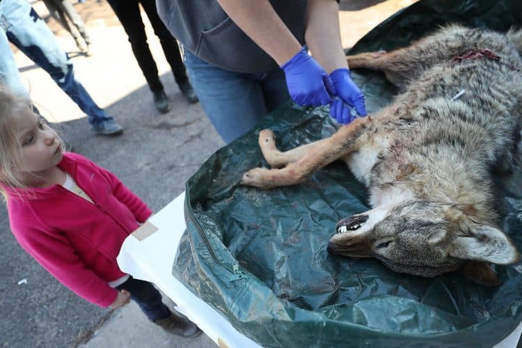 It’s coyote-killing season in Pennsylvania. Are the hunts barbaric or necessary population control?