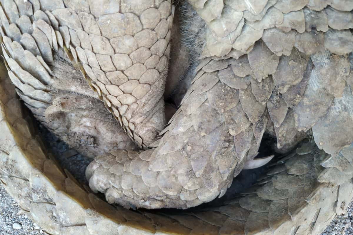 It’s not too late – yet – to save the Philippine pangolin, study finds
