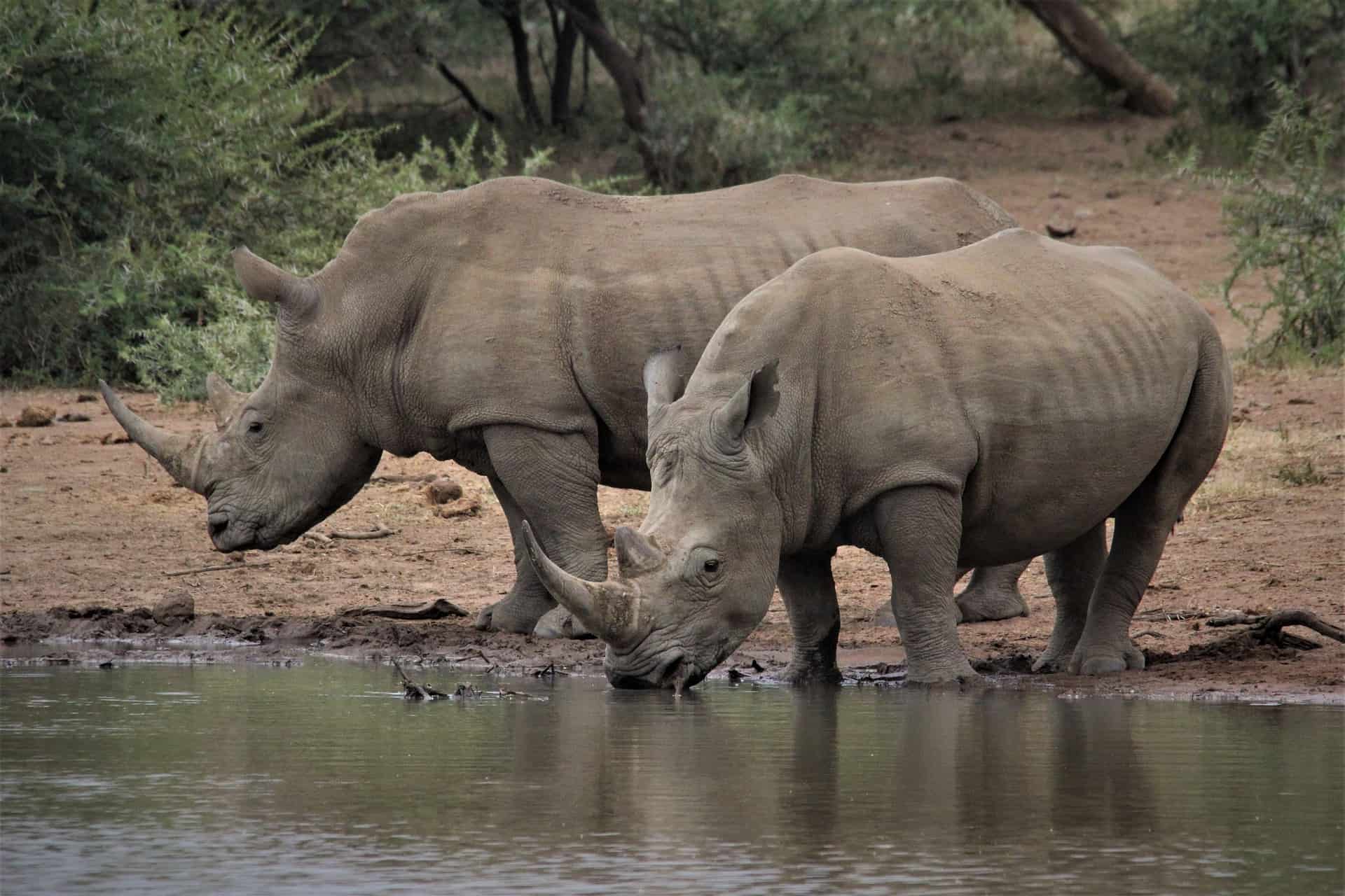IUCN to Help Endangered Animals ‘Thrive, Not Just Survive’
