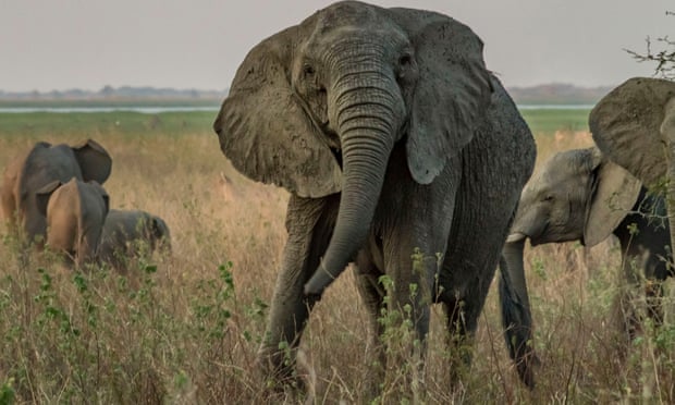 Ivory poaching has led to evolution of tuskless elephants, study finds