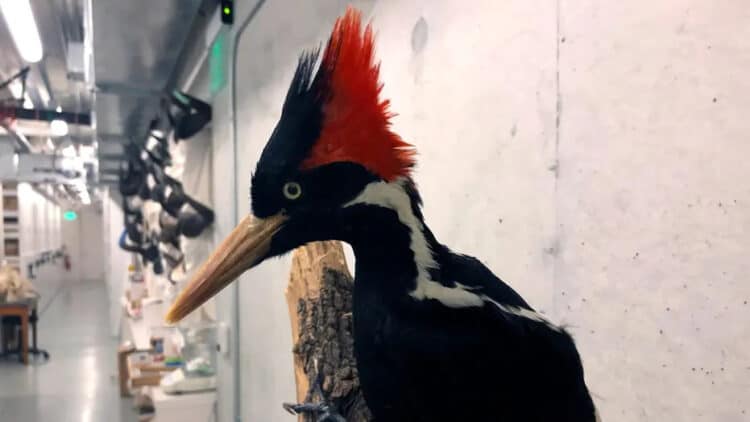 Video footage purports to show the ivory-billed woodpecker, believed extinct, alive in the wild. (AP Photo/Haven Daley, File)