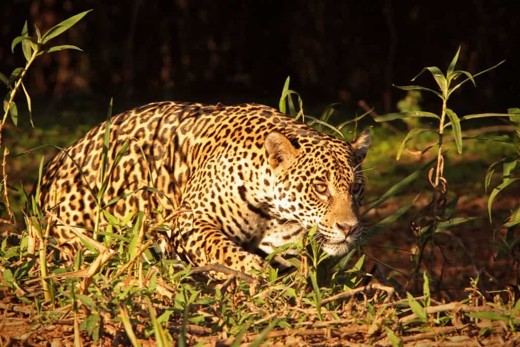 Jaguar Hunting