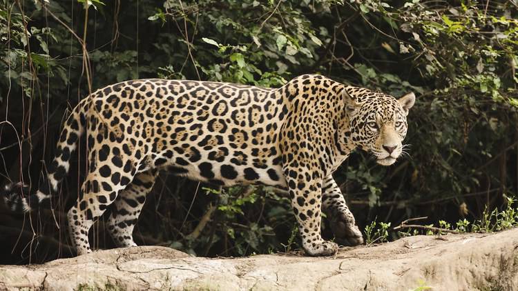 Could jaguars move farther northward and repopulate the Southwestern U.S.?