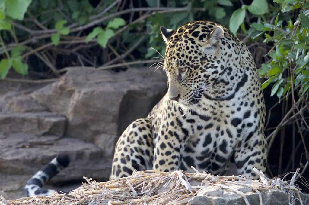 Jaguar  Panthera Onca