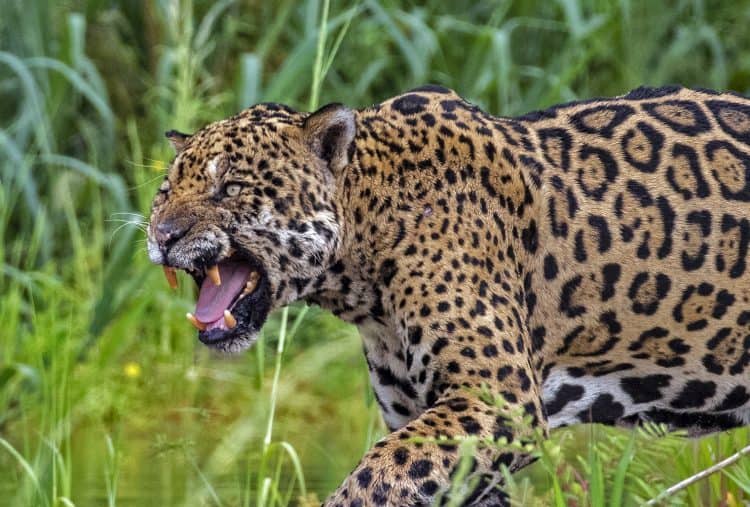 Jaguar Snarling