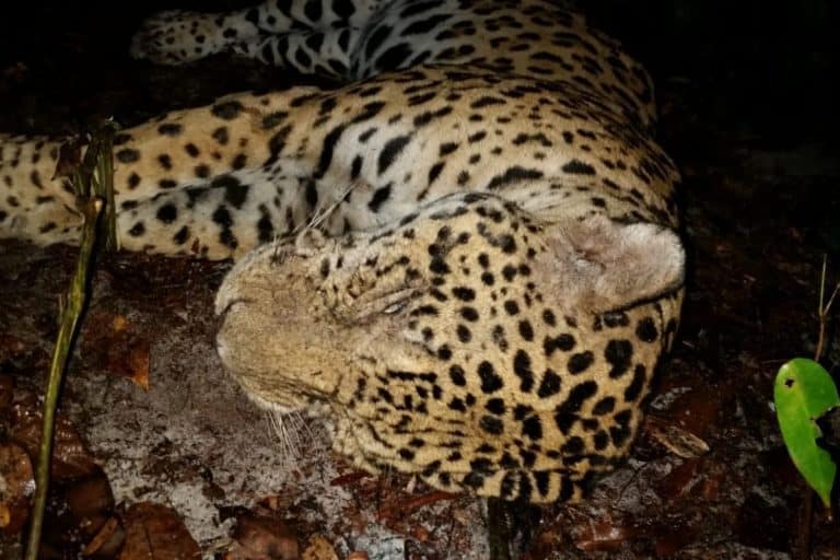 Jaguars in Suriname’s protected parks remain vulnerable to poaching