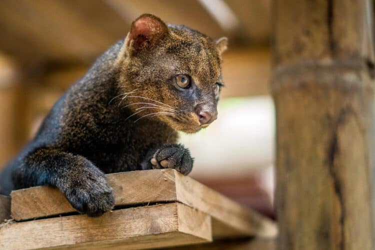Is the Jaguarundi Extinct in the United States?