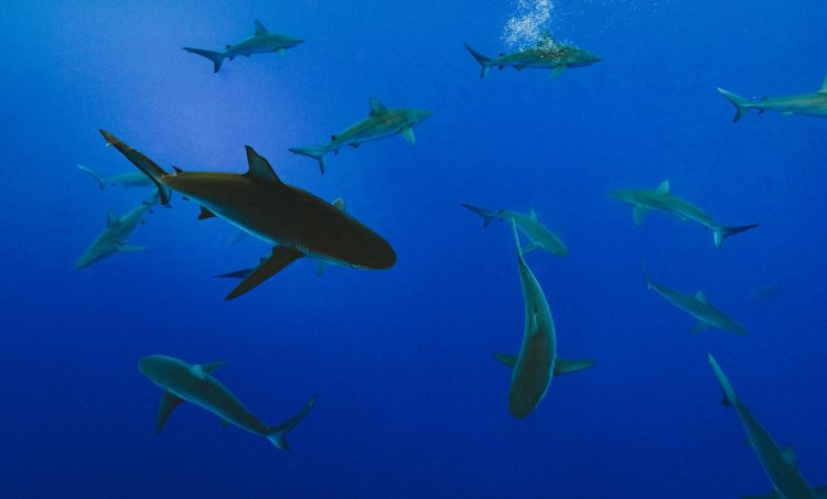 European Citizens Demand the End of the Shark Fin Trade