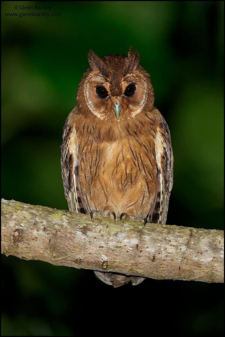 Jamaican Owl (Pseudoscops grammicus)