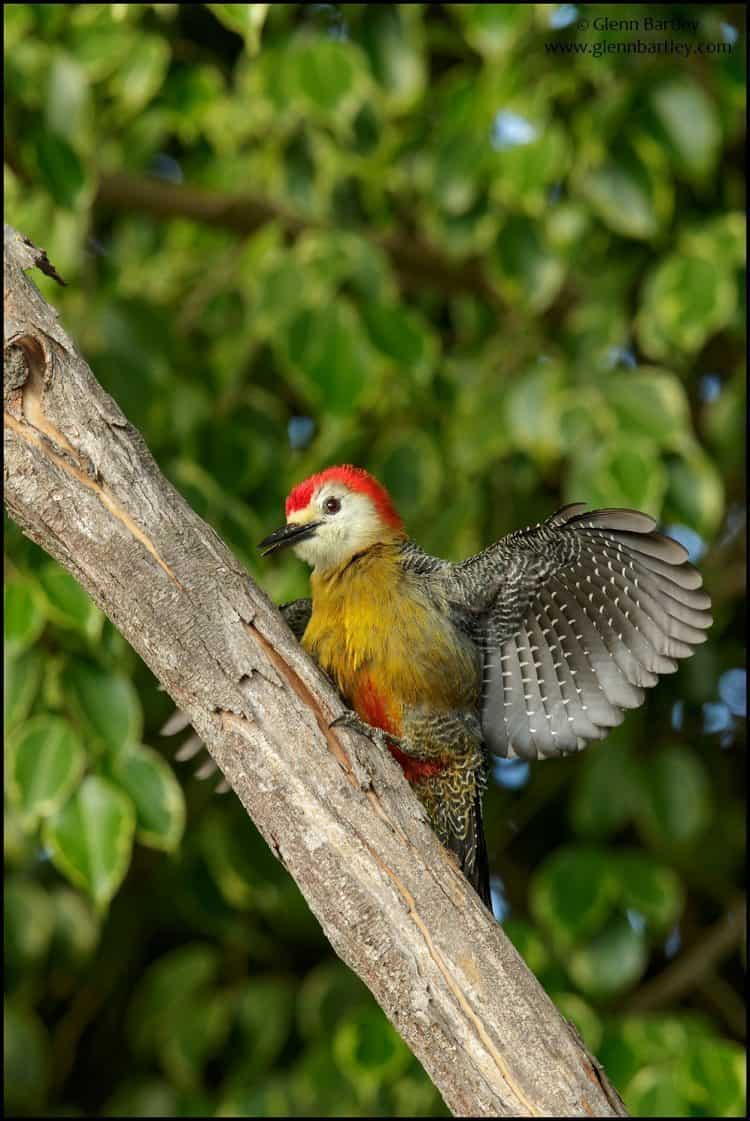 Jamaican Woodpecker (Melanerpes radiolatus)