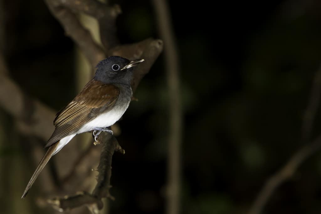 Japanese Paradise Flycatcher Terpsiphone atrocaudata