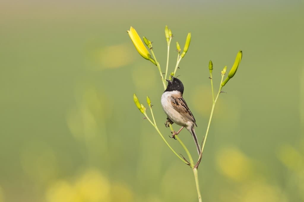 Ochre-rumped Bunting Emberiza yessoensis